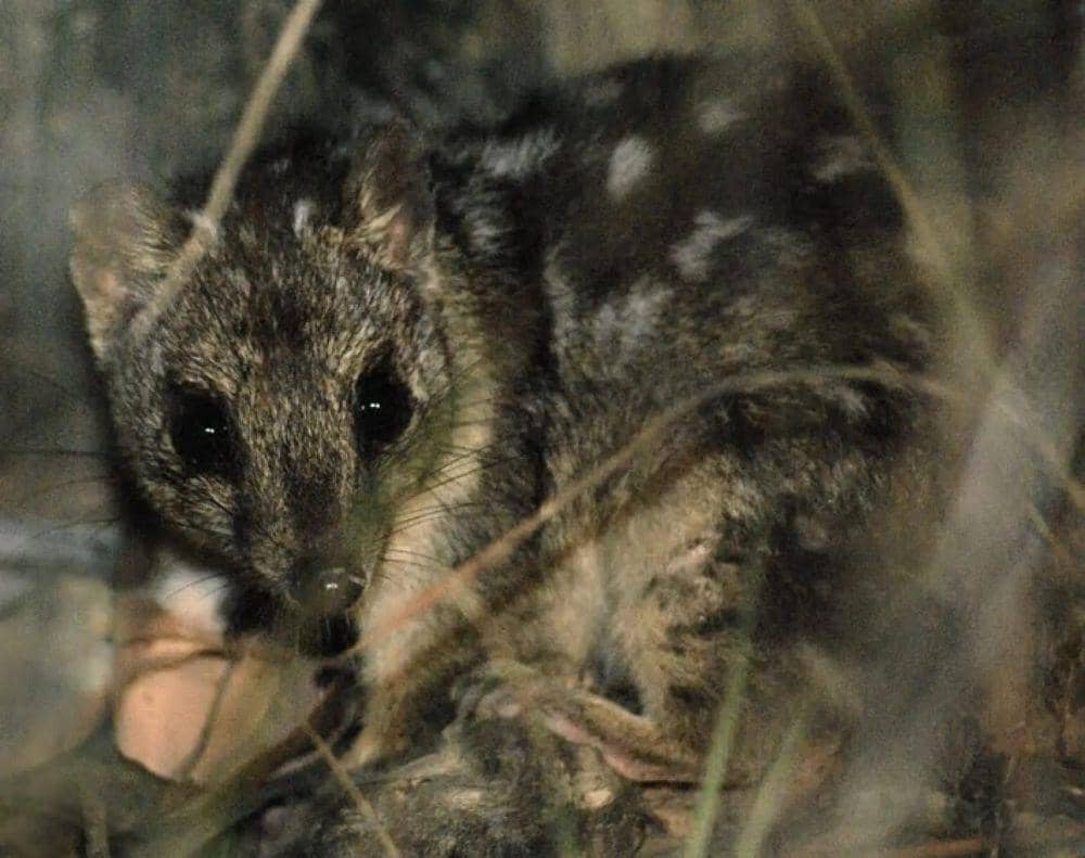 Northern Quoll (animalia.bio/Animalia)