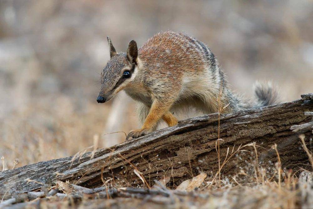 Numbat (shutterstock.com/Martin Pelanek)