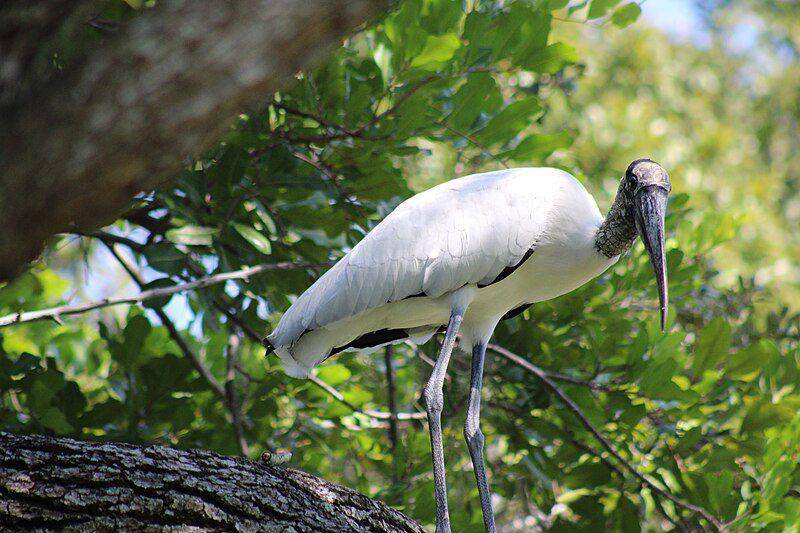 burung wood stork di atas pohon (commons.wikimedia.org/Philipp Michel Reichold)