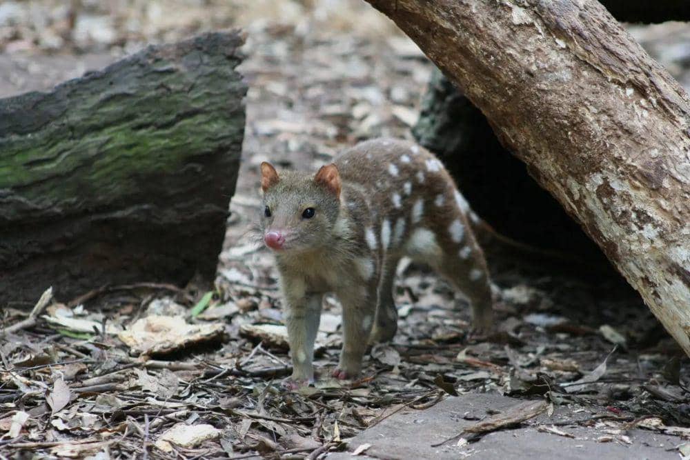 Tiger Quoll (flickr.com/Joshua Cunningham)