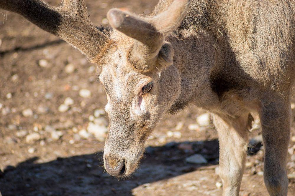 9 Fakta Unik Pere David, Rusa Langka dengan Sejarah Menarik