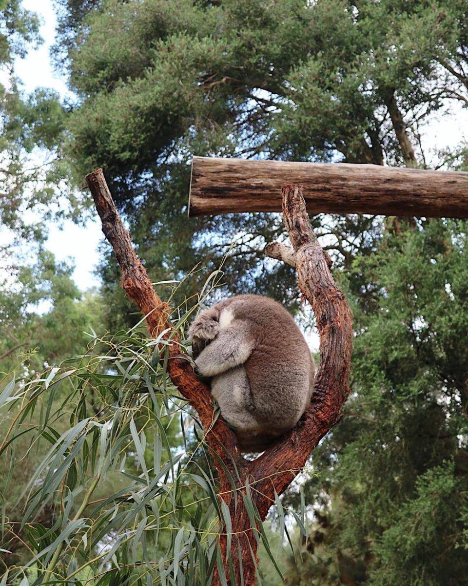 potret keluarga Yasmine Wildblood liburan di Australia (instagram.com/yaswildblood)