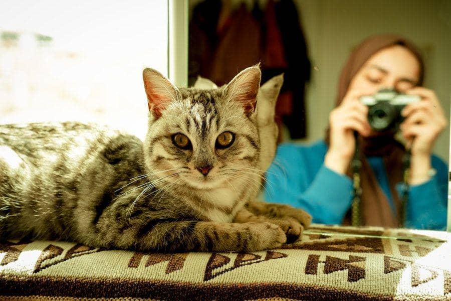 Aplikasi Cat Pain Detector dari Jepang, Bisa Deteksi Kucing Sakit