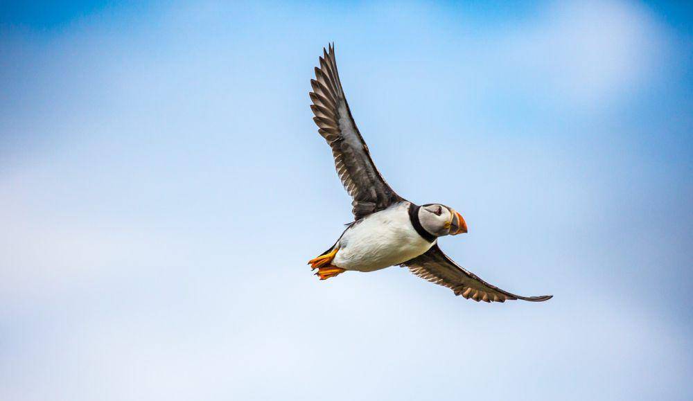 Puffin (pixabay.com/Danny moore)