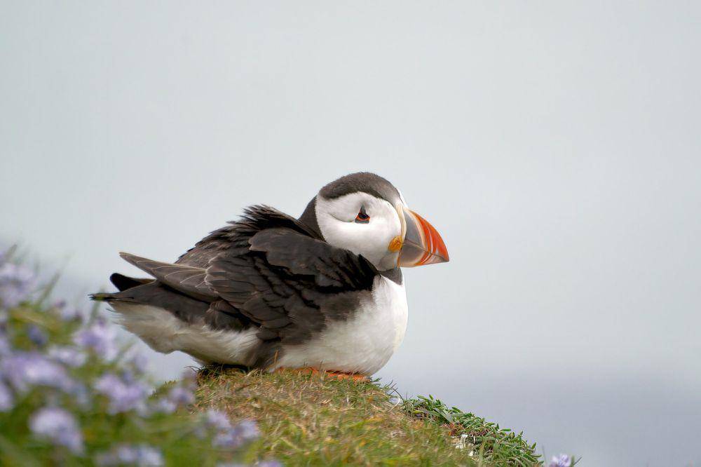 Puffin (pixabay.com/Aidan Semmens)