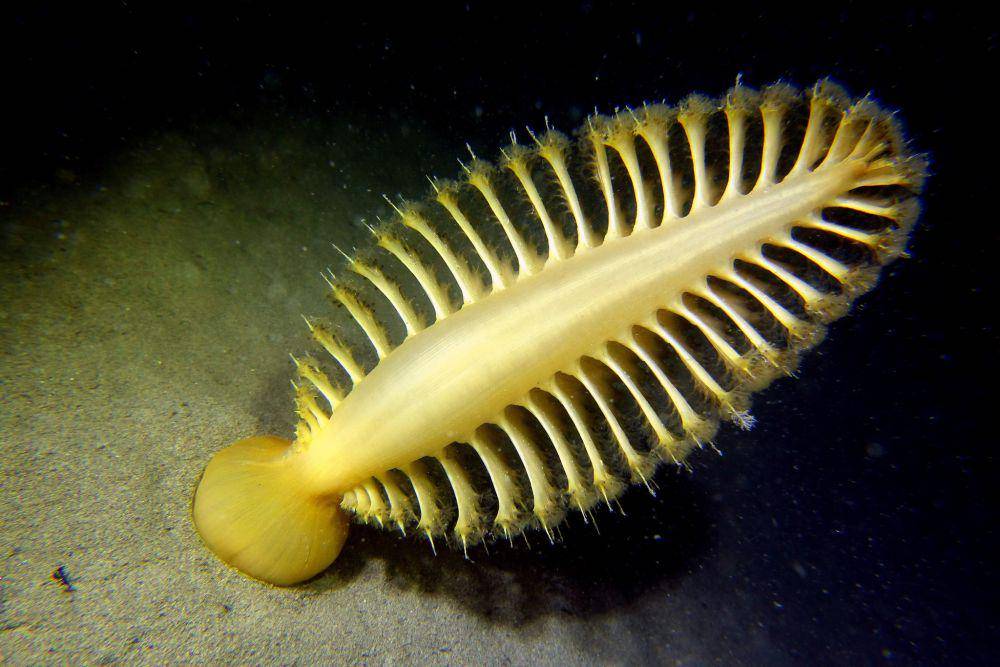 Pena laut (inaturalist.org/Pascal GIRARD)