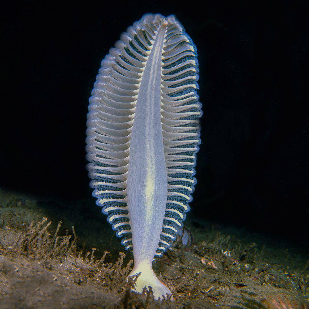 Pena laut spesies Sarcoptilus grandis (inaturalist.org/Steve Parish OAM)