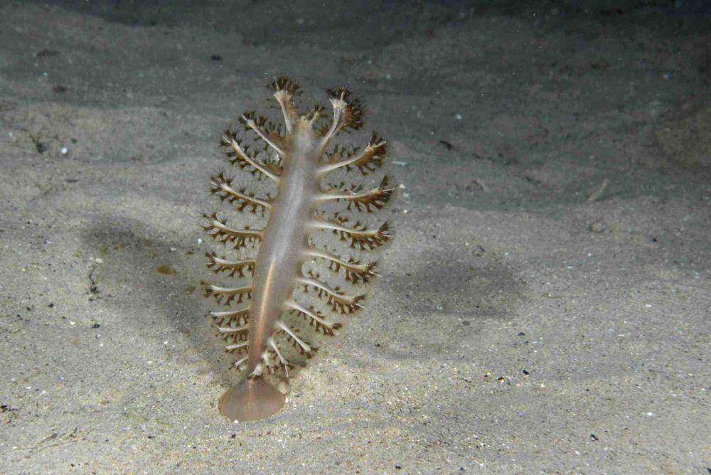 Pena laut abu-abu (inaturalist.org/tmenut)