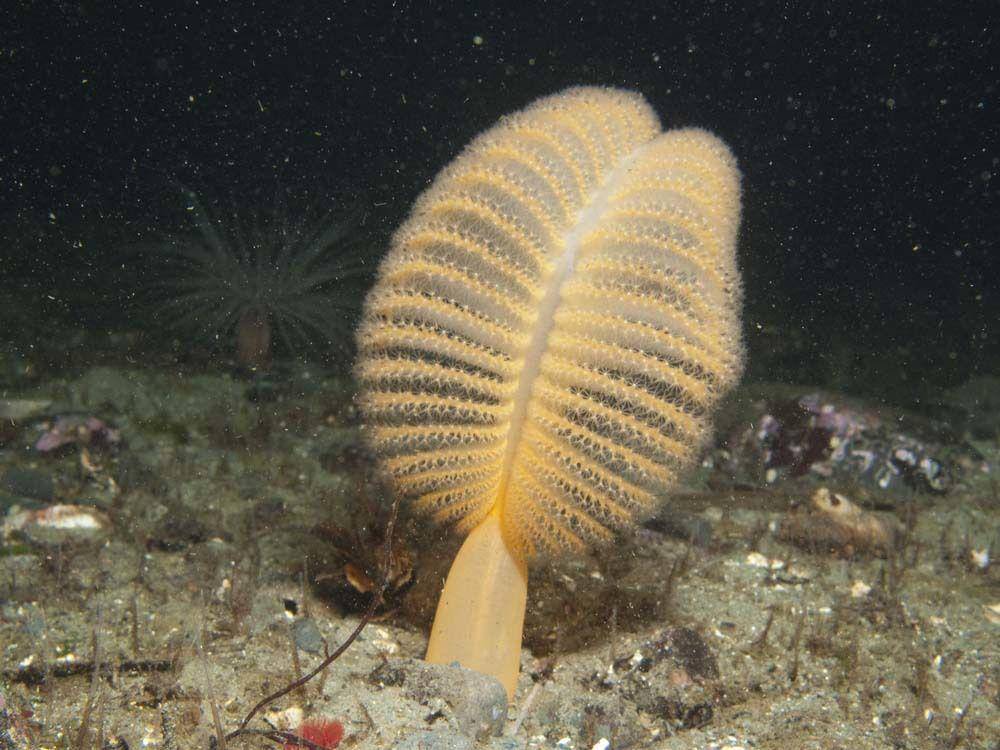 Pena laut oranye (inaturalist.org/Brenna Green)