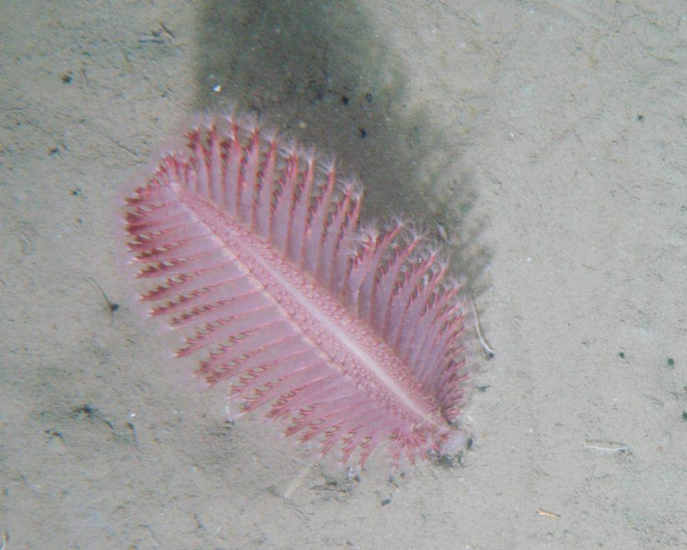 Pena laut (inaturalist.org/Claude Nozères)