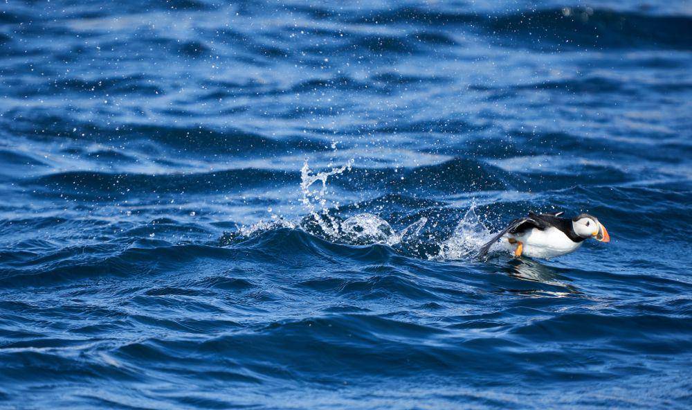 Puffin (pexels.com/Robert Pügner)