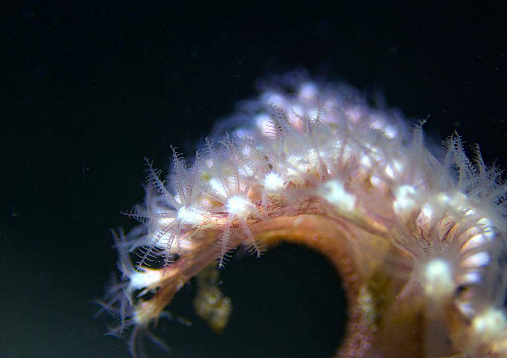 Pena laut spesies Pennatula phosphorea (inaturalist.org/Emil B)