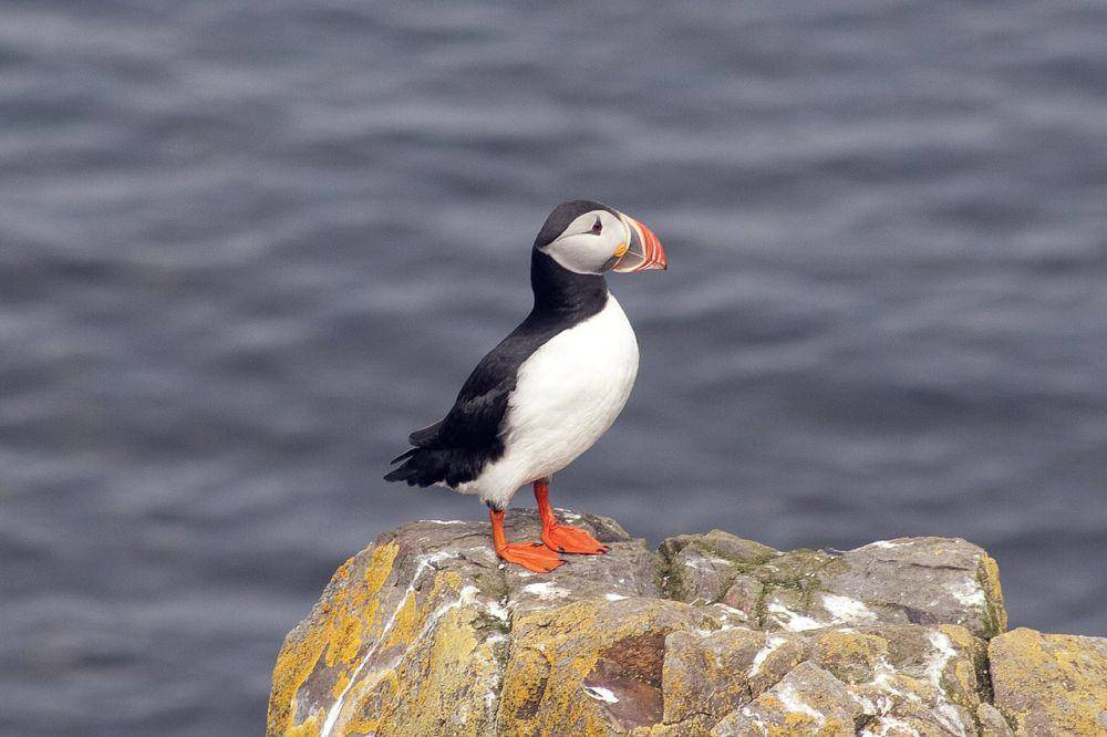 Puffin (pixabay.com/Klaus Heller)