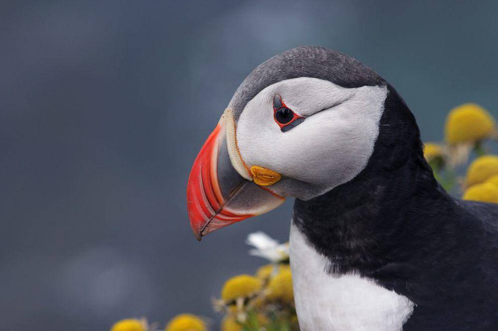 Puffin (pixabay.com/Полина Андреева)