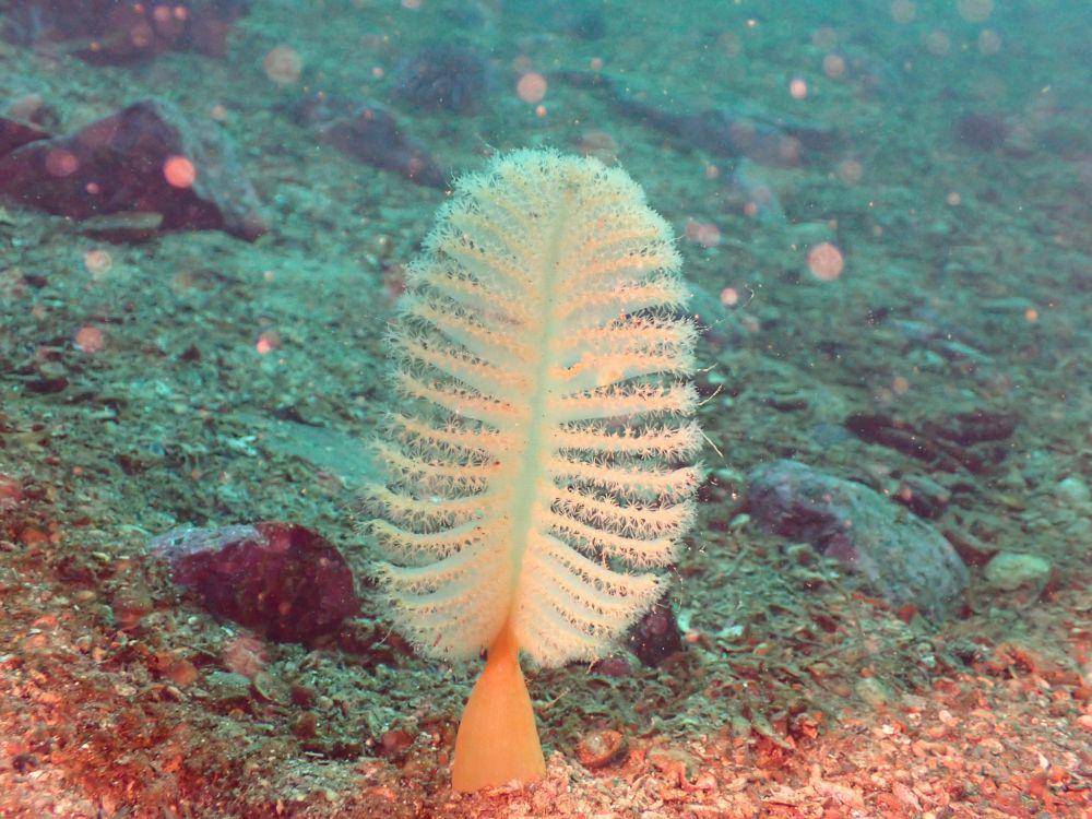 Pena laut oranye (inaturalist.org/Matt Wilson)