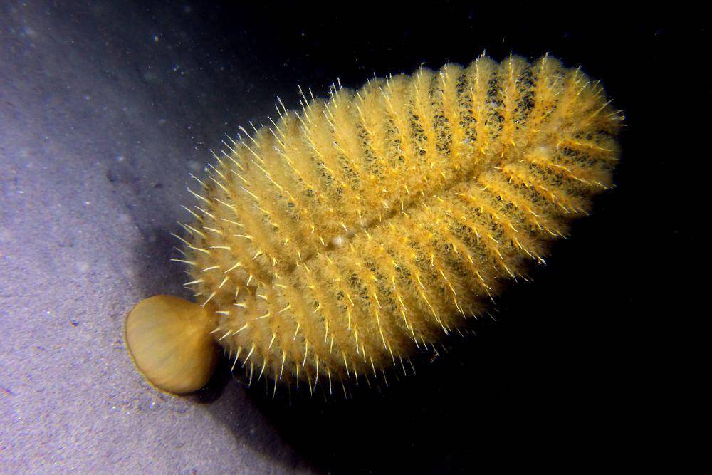 Pena laut (inaturalist.org/Pascal GIRARD)
