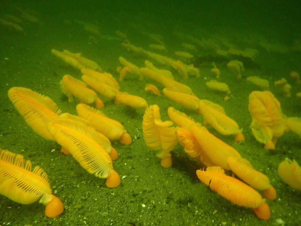 Koloni pena laut (inaturalist.org/Madi Reynolds)