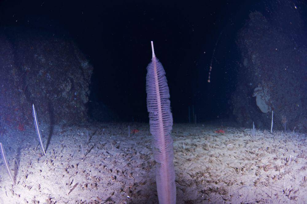 Slender sea pen (inaturalist.org/Josh Maxwell)