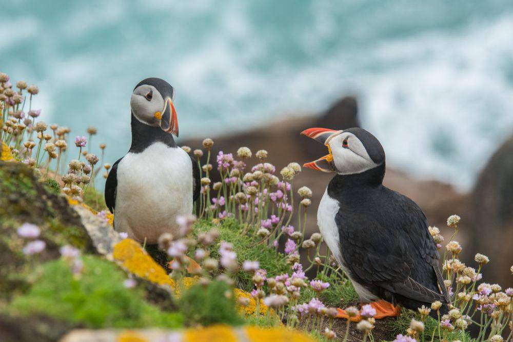 Puffin (unsplash.com/Wynand van Poortvliet)