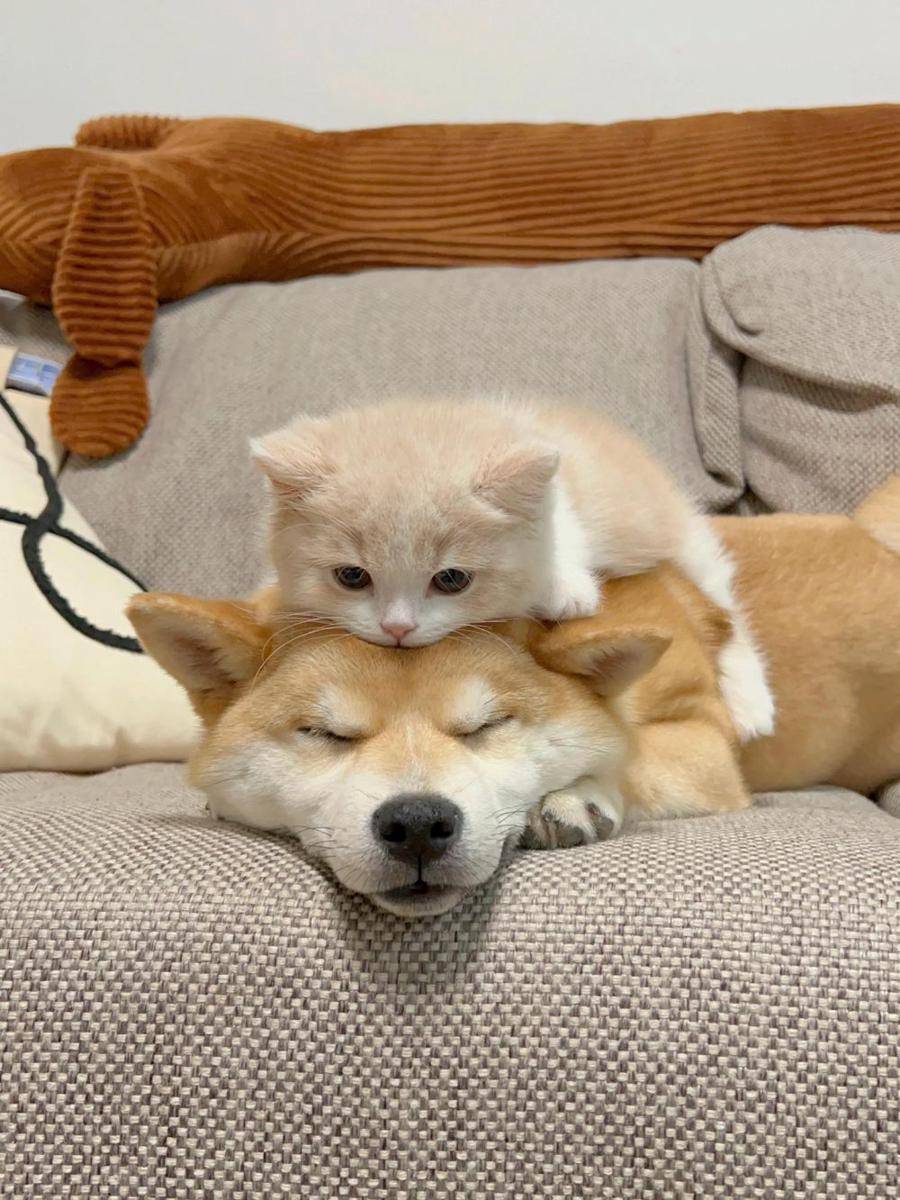 potret anak kucing duduk di kepala seekor anjing (reddit.com/user/Kooky_Fan5073)