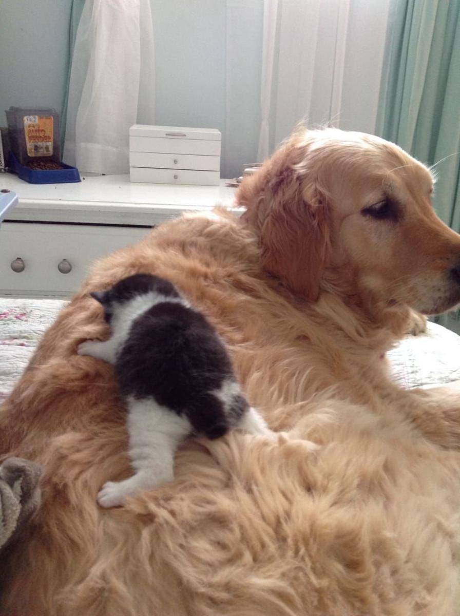 potret anak kucing duduk di kepala seekor anjing (reddit.com/user/Astralgoddess111)
