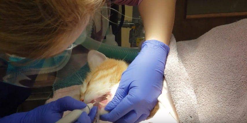 Proses dental scaling pada seekor kucing (dok. Nicole Martell-Moran/FMC Dental Cleaning and Extraction)