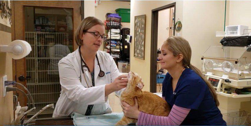 Seorang dokter hewan dibantu oleh asistennya sedang memeriksa kesehatan seekor kucing (youtube.com/Nicole Martell-Moran)