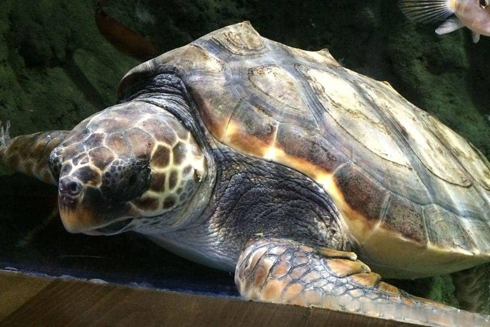 9 Fakta Unik Penyu Tempayan, si Kepala Besar yang Jadi Spesies Kunci