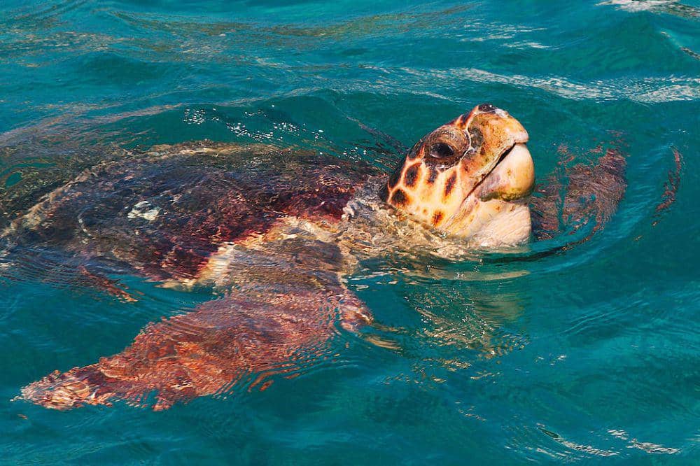 penyu tempayan di Pantai Laganas (commons.wikimedia.org/Funfood)