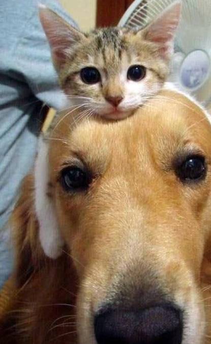 potret anak kucing duduk di kepala seekor anjing (reddit.com/user/_Luisamejiaa_)
