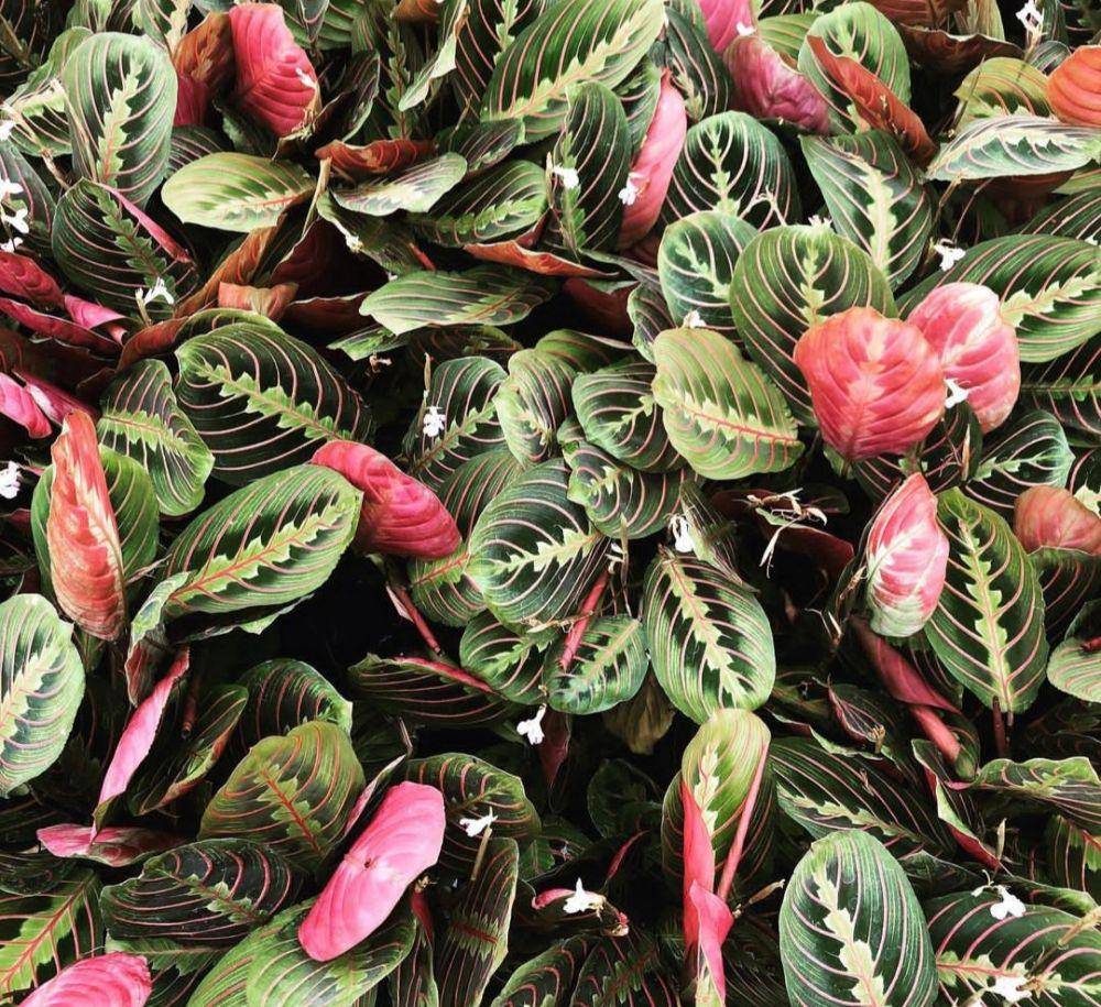 red prayer plant
(instagram.com/fancyplantsy_llc)