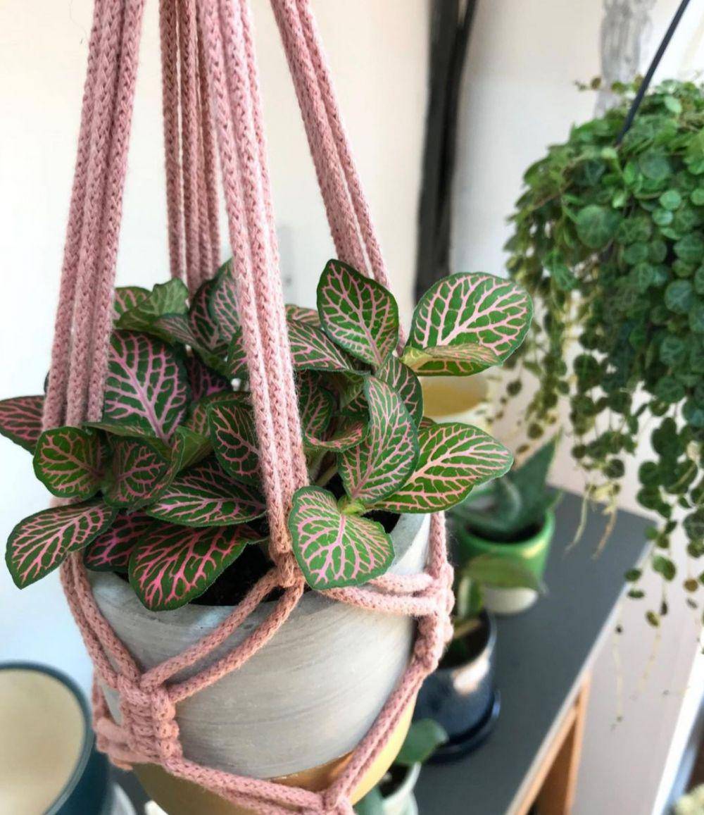 mosaic plant
(instagram.com/plantletshop)