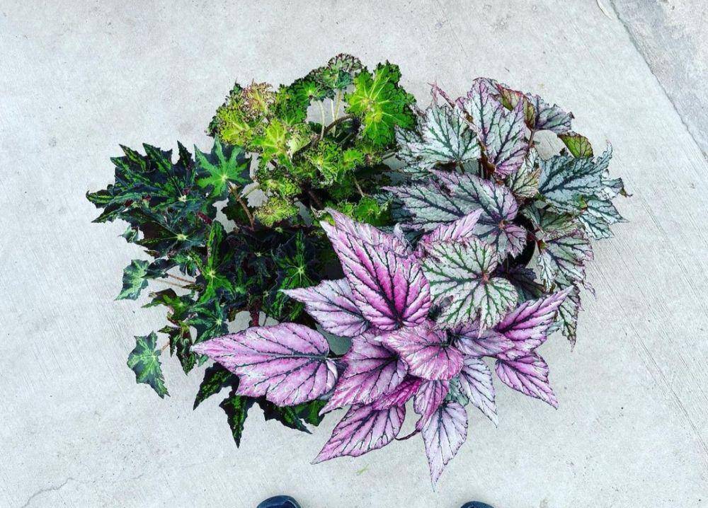 rex begonia (instagram.com/loveinabottlesg)