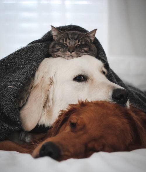 potret anak kucing duduk di kepala seekor anjing (reddit.com/user/Full-Mulberry5018)