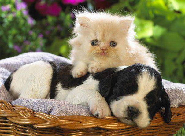 potret anak kucing duduk di kepala seekor anjing (reddit.com/user/Caratteraccio)