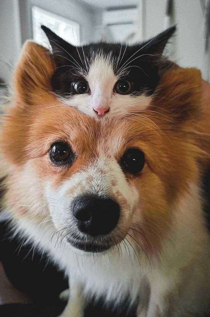 potret anak kucing duduk di kepala seekor anjing (reddit.com/user/Full-Mulberry5018)