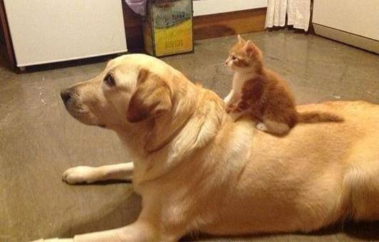 potret anak kucing duduk di kepala seekor anjing (reddit.com/user/Full-Mulberry5018)