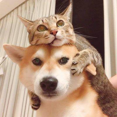potret anak kucing duduk di kepala seekor anjing (reddit.com/user/Full-Mulberry5018)