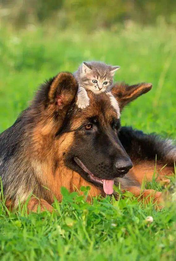 potret anak kucing duduk di kepala seekor anjing (reddit.com/user/Full-Mulberry5018)