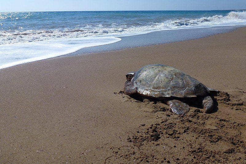 Penyu tempayan kembali ke laut usai diselamatkan dari jerat pancing. (commons.wikimedia.org/Savvas Michaelides)
