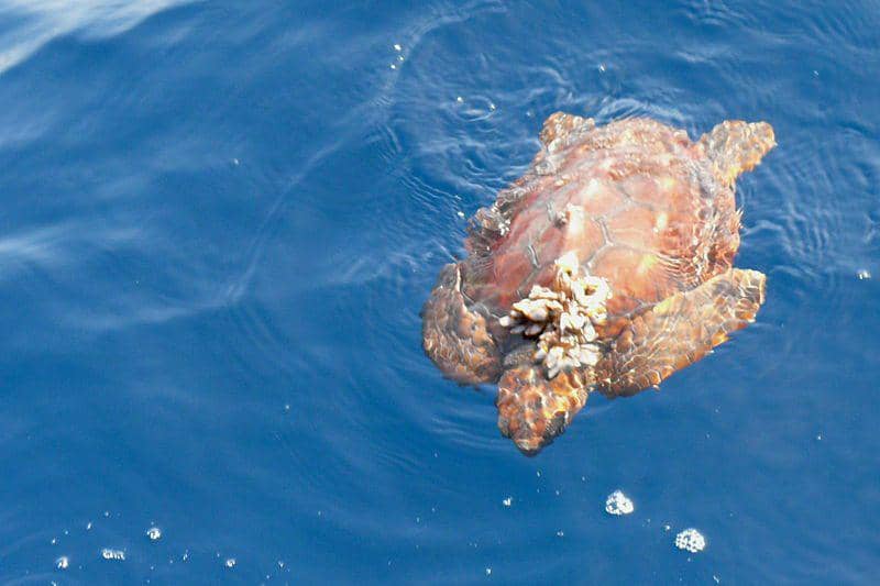 penyu tempayan dengan teritip atau barnacle di tempurungnya (commons.wikimedia.org/Haplochromis)