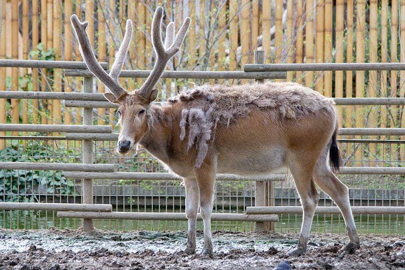 rusa père david di Madrid Zoo, Spanyol (commons.wikimedia.org/Carlos Delgado)
