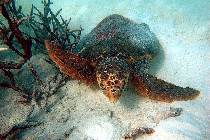 penyu tempayan di Pulau Lady Musgrave, Australia (commons.wikimedia.org/Sylke Rohrlach)