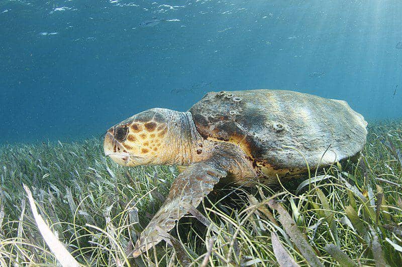 penyu tempayan di lepas pantai San Pedro, Belize (commons.wikimedia.org/MarAlliance2018)