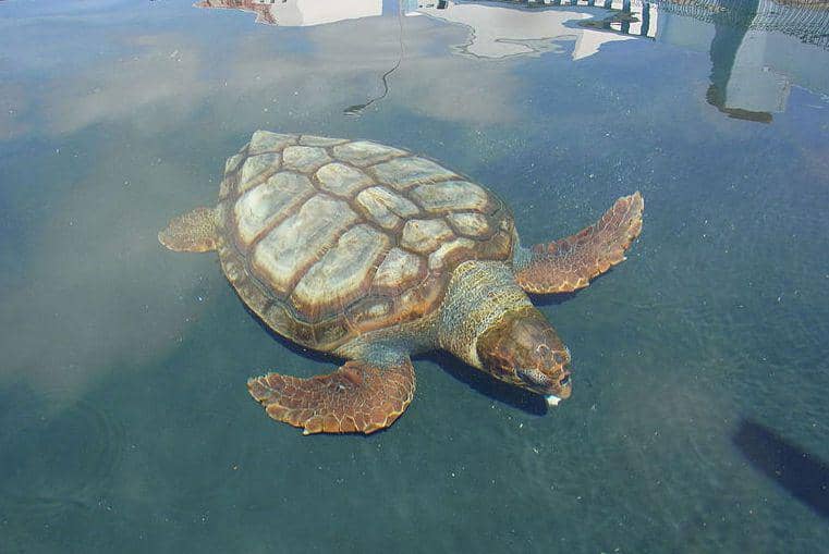 tampak atas penyu tempayan (commons.wikimedia.org/Donkey shot)