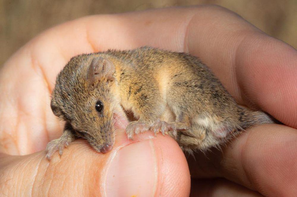 4 Fakta Long Tailed Planigale, Hewan Marsupial Terkecil di Dunia