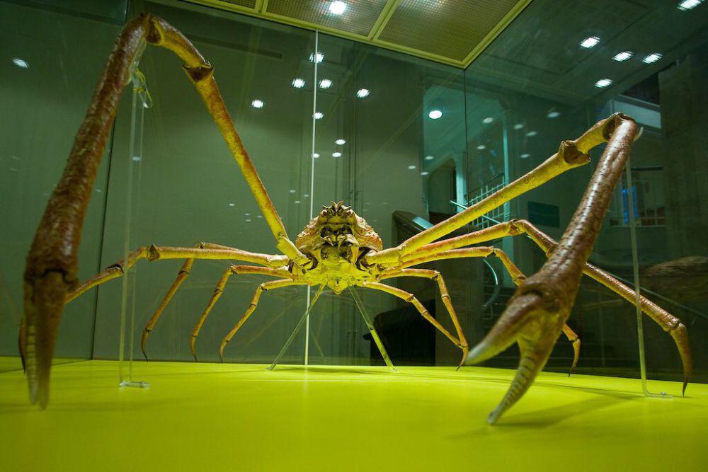 5 Fakta Japanese Spider Crab, Spesies Kepiting Terbesar di Dunia