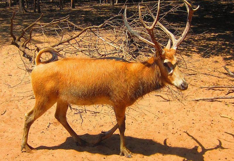 rusa père david jantan (commons.wikimedia.org/DiverDave)