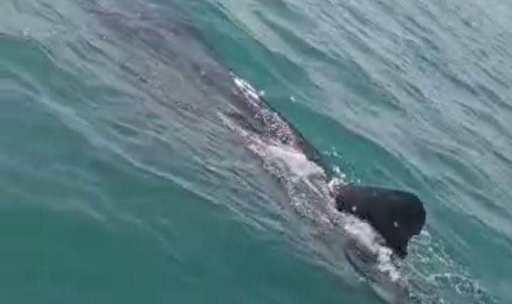 Hiu Tutul Muncul di Laut Tuban, Warga Sebut Fenomena Tahunan