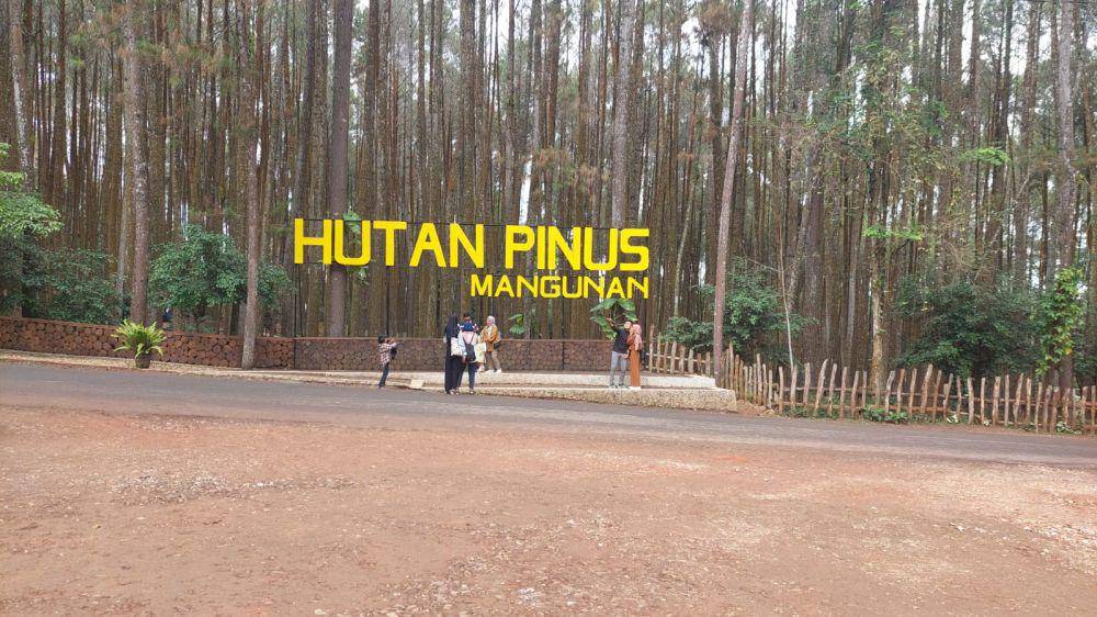 Destinasi wisata alam Hutan Pinus Mangunan.(Dok. Koperasi Notowono)